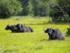 Uganda-Uganda-Lake Mburo Wildlife Horse Safari